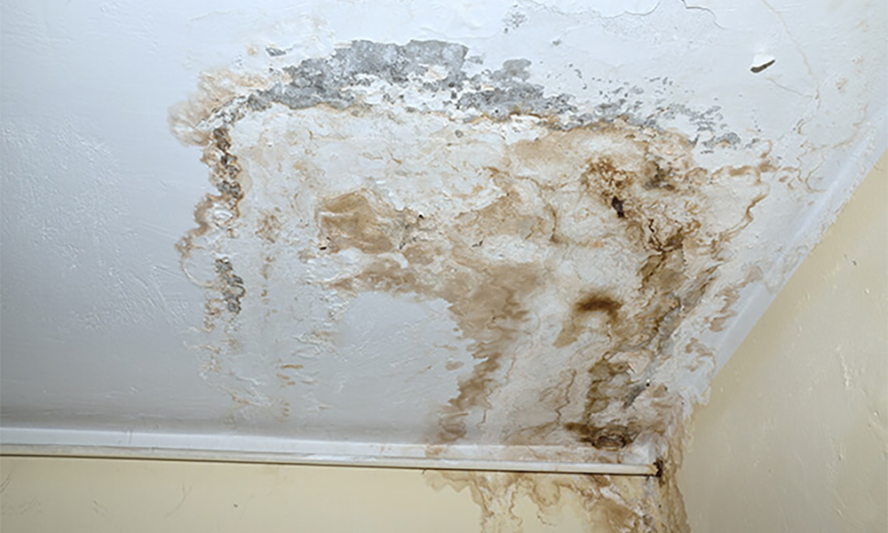Mold Inspection